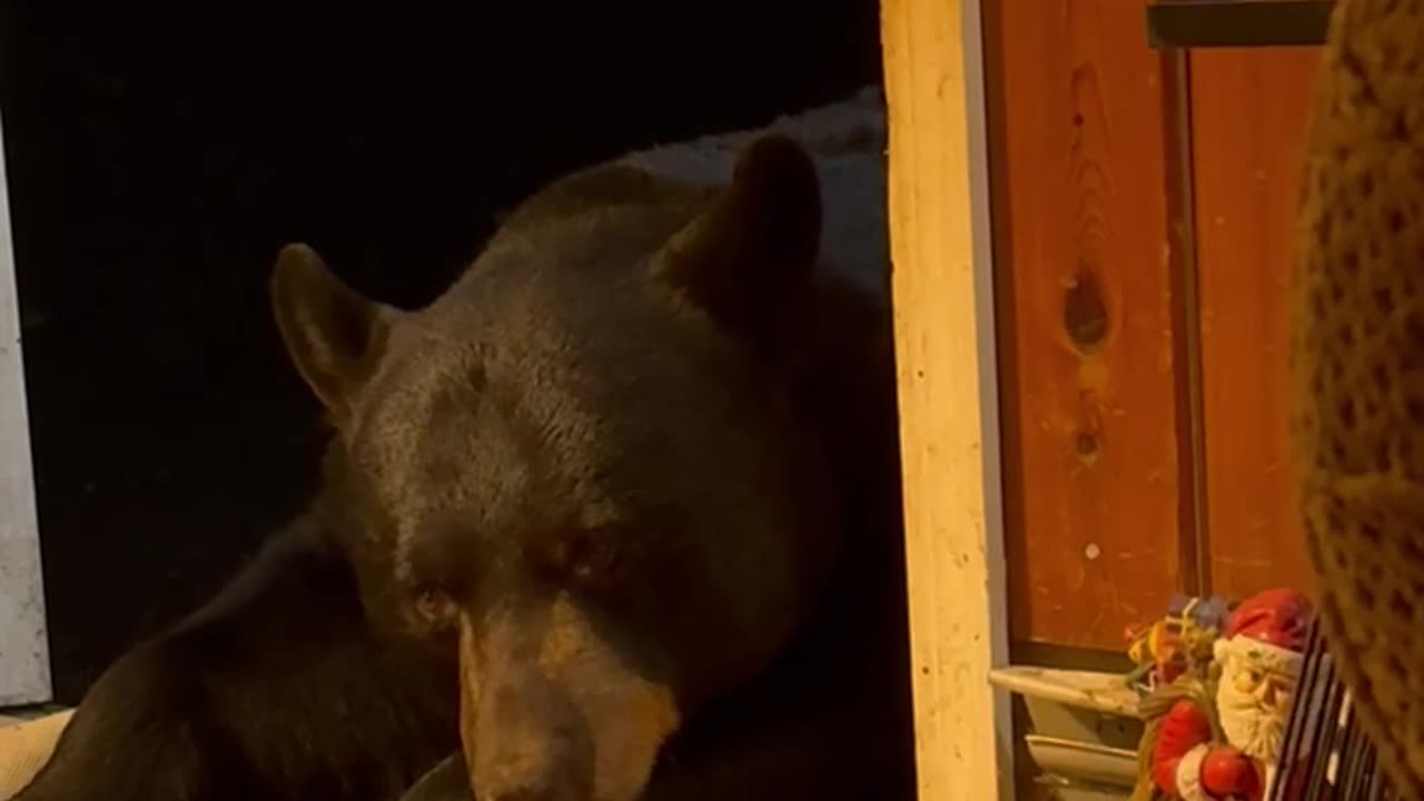 Nighttime Relaxation With Friendly Bear