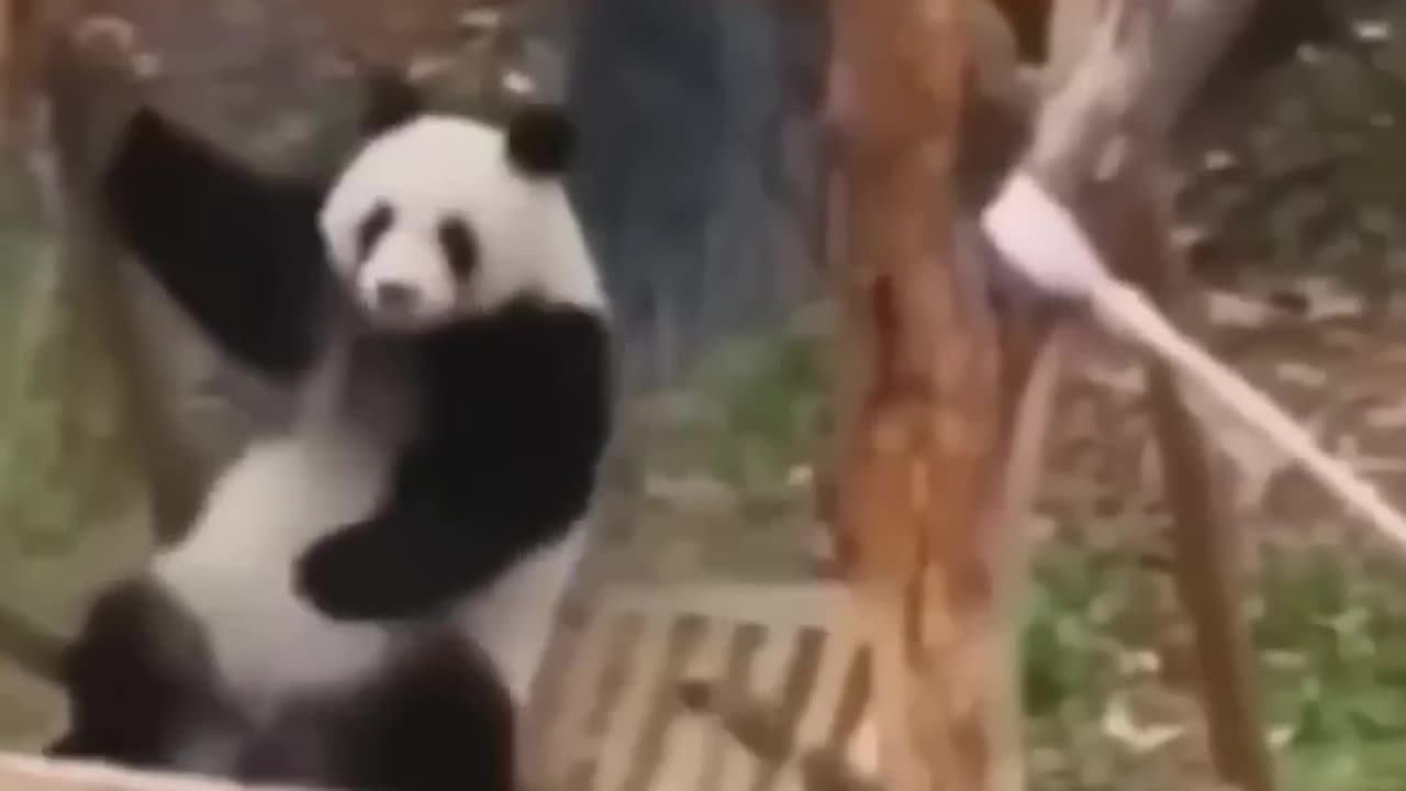 Funny Animals