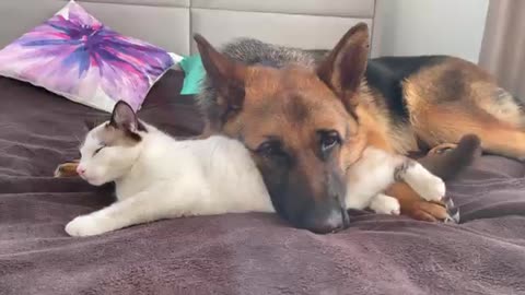 The German Shepherd uses a Cat as a pillow!