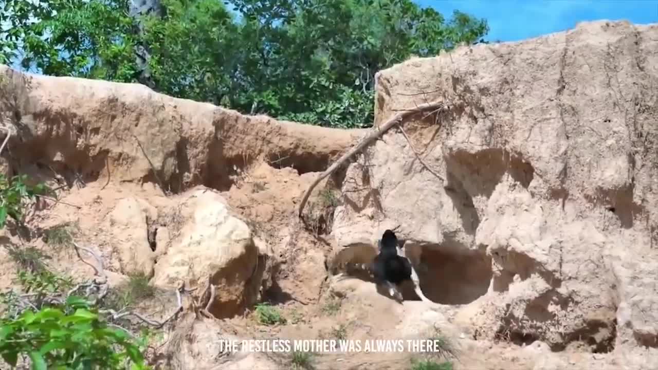 Rooster Shows The Eagle Who’s The Boss