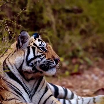 King of the forest#wildanimals #shorts #tiger