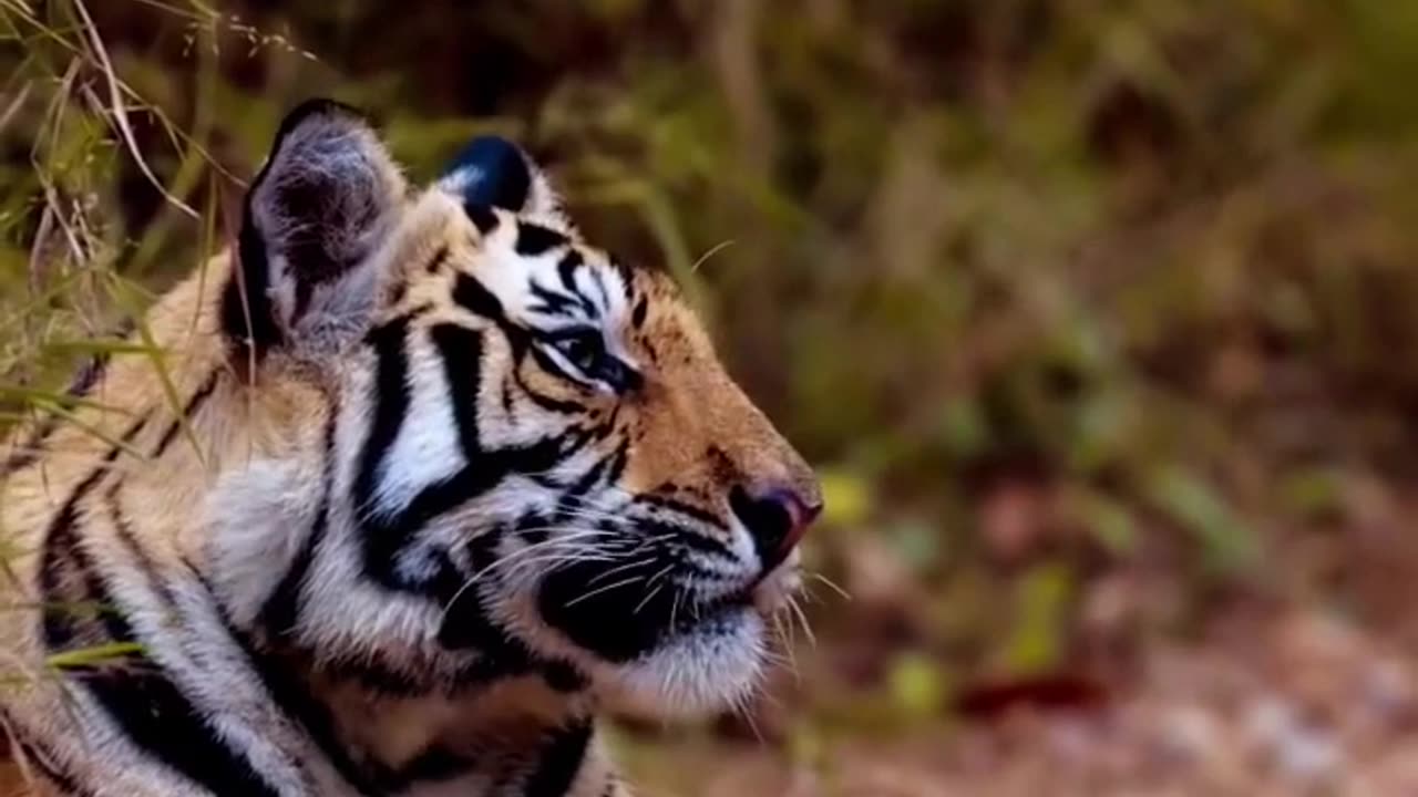 King of the forest#wildanimals #shorts #tiger