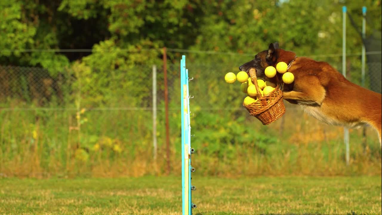 German Shepherd Lands a Perfect Jump with a Tennisball Basket