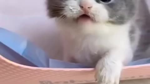 Cute baby cat 🐱 sound so funny