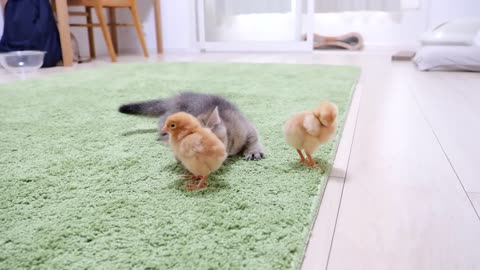 Looking back on how kitten Kiki met tiny chicks for the first time