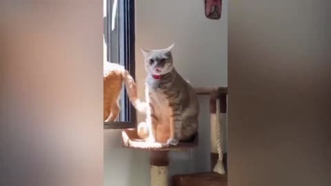 Cat 😺 and dog 🐶 funny video 😂