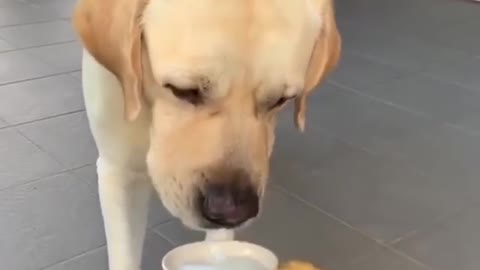 Labrador loves to play on water slides | funny videos| dog videos