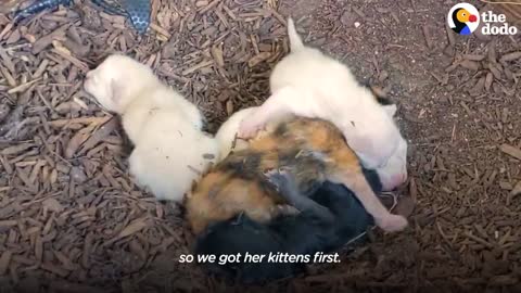 Spicy Cat Mama Won't Let Rescuers Touch Her Babies _ The Dodo