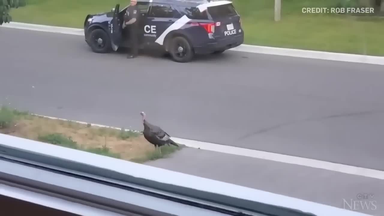 WATCH: Wild turkey faces off against Canadian police officer