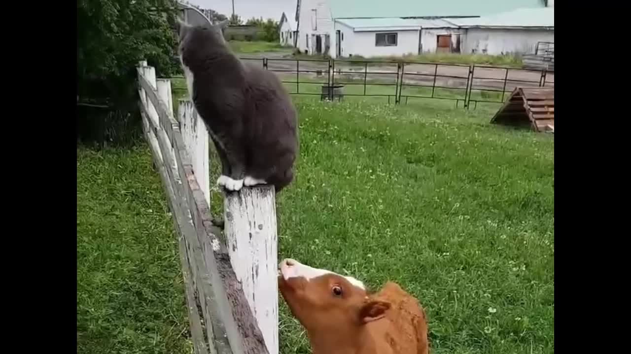 Bite the cat by the tail