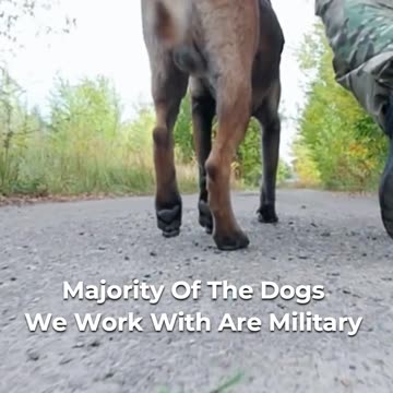🕵️ Military Working Dogs: Dual Purpose Detectives ♂️🐕