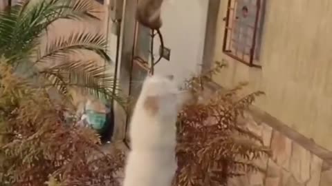 FUNNY ANIMALS VIDEO