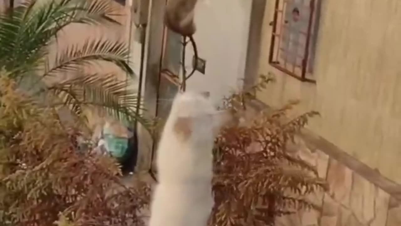 FUNNY ANIMALS VIDEO