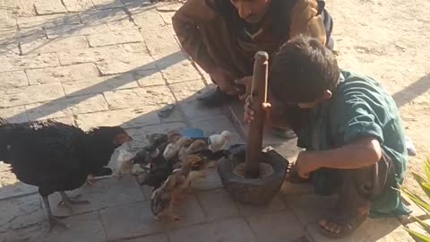 Hen Chicks Feeding