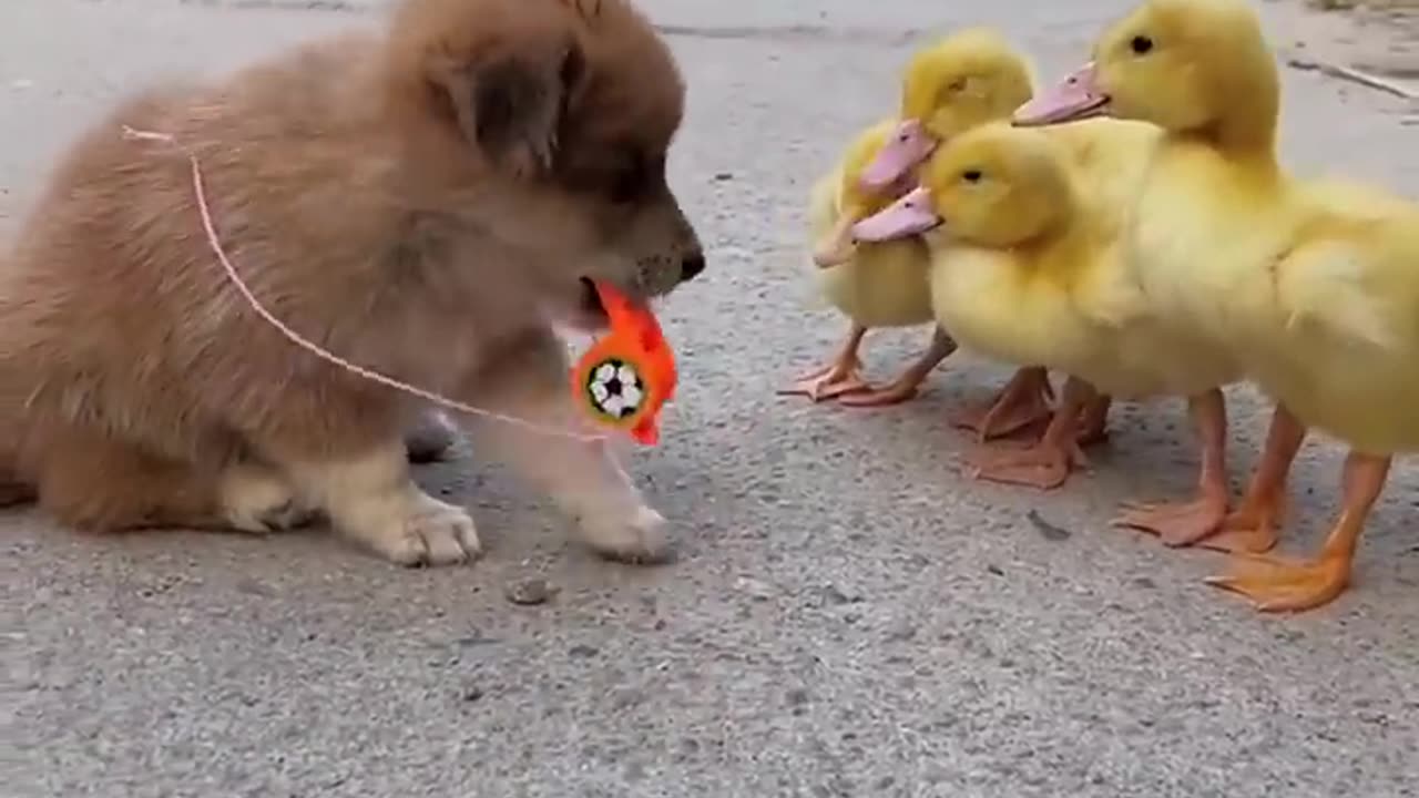 Puppies and Duckling😍😍