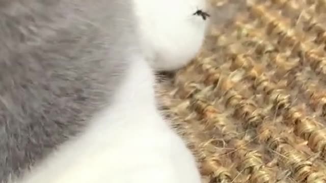 507_🤣🤣🤣 #funny cat
