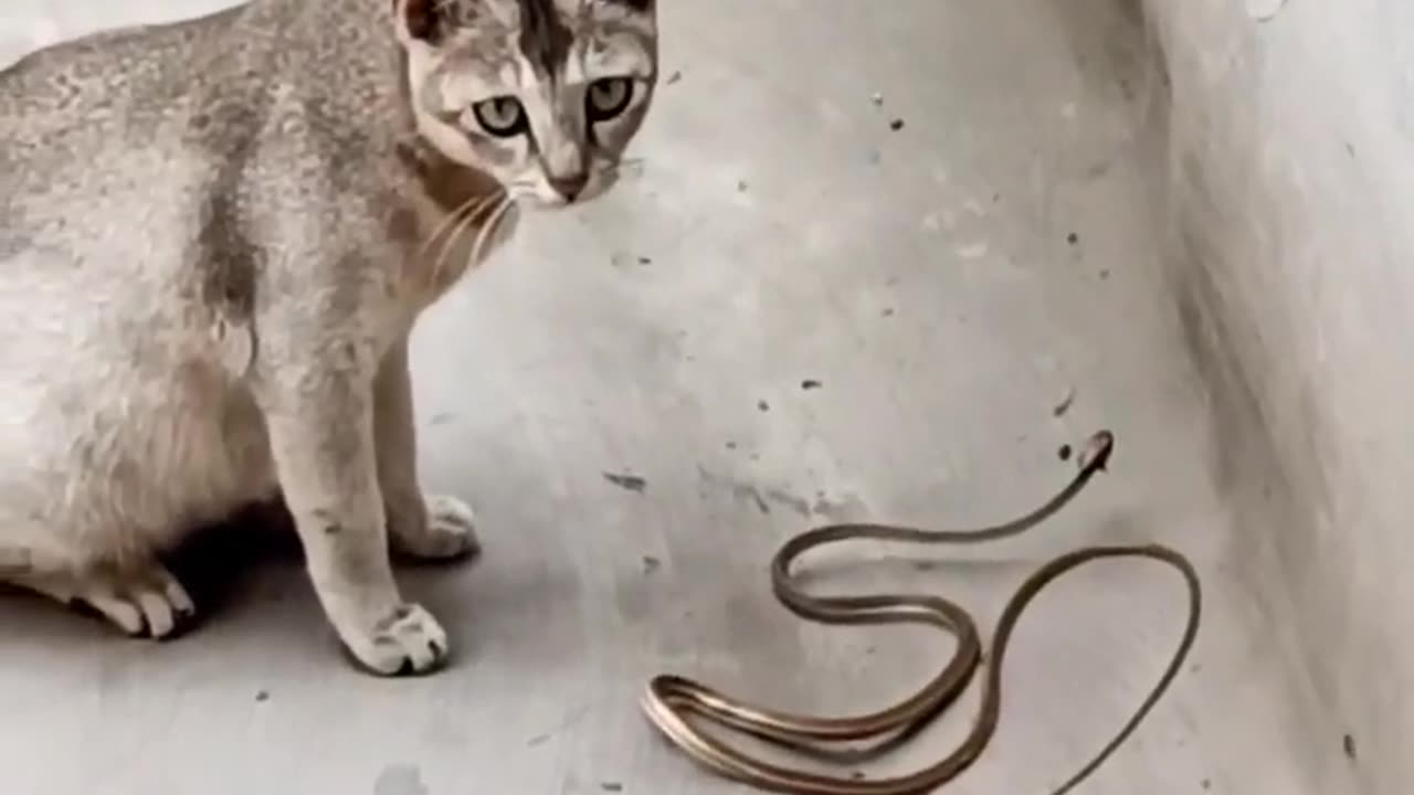 CAT VS SNAK FIGHT