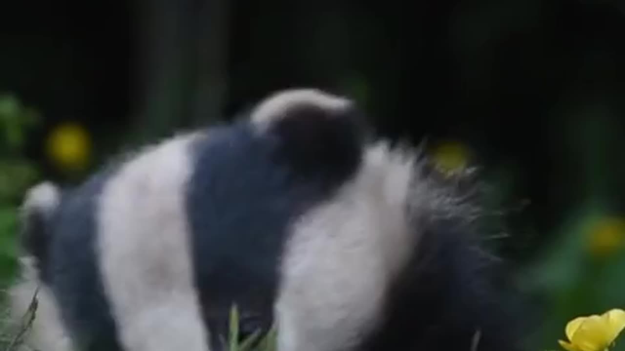 A Badger Can Hunt Snakes And Their Venom Does Not Affect It Which Gives A Great Advantage In Fighting Them