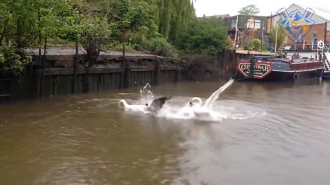 Funny animal attack. 99% try very hard to not laugh