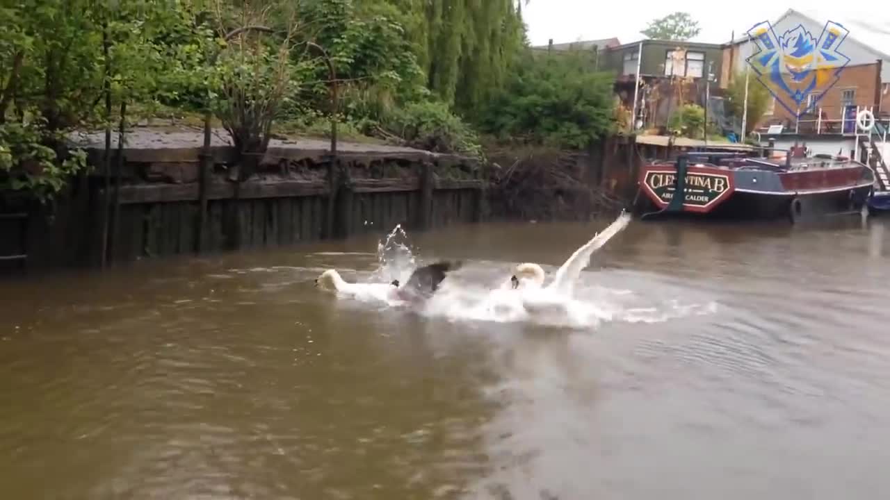 Funny animal attack. 99% try very hard to not laugh