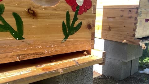 ATL AFTERNOON BEES !