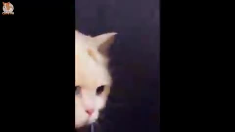 #Cutepets #cutedogs #cutecats #worldofpets #worldofdogs #worldofcats