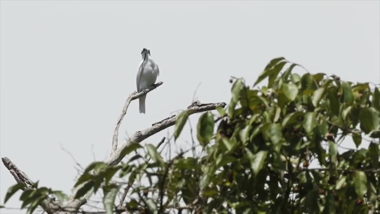 White Bellbird (White Bellbird) with melodious chirping