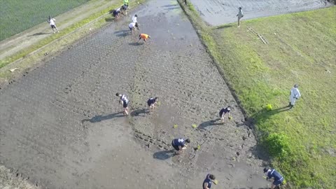 Rice field rugby events make for splashy fun - The Japan News