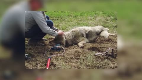 Man Saved this Wolf and her Cubs, but 4 Years later THIS happens...