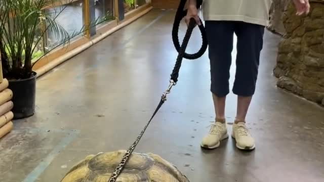 Pull the turtle out for a walk