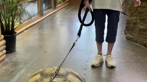 Pull the turtle out for a walk