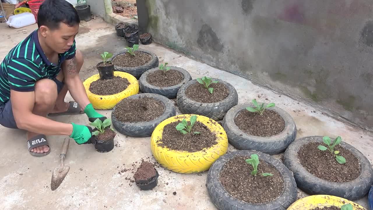 Growing cabbage in tires is easy for beginners and highly productive