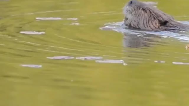 I finally found a beaver that wasn’t shy! And yes, I have finally figured out how to record videos