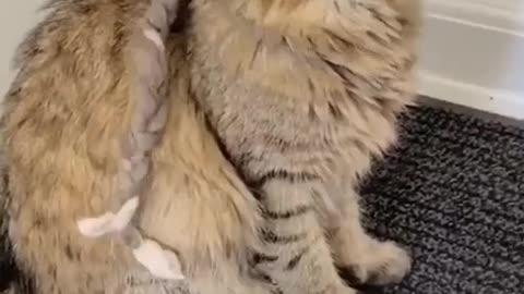 Cute Kitty