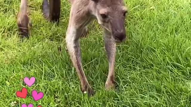 Kangaroos at the Zoo