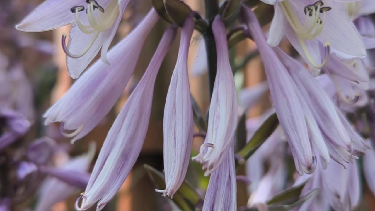 Hosta francee