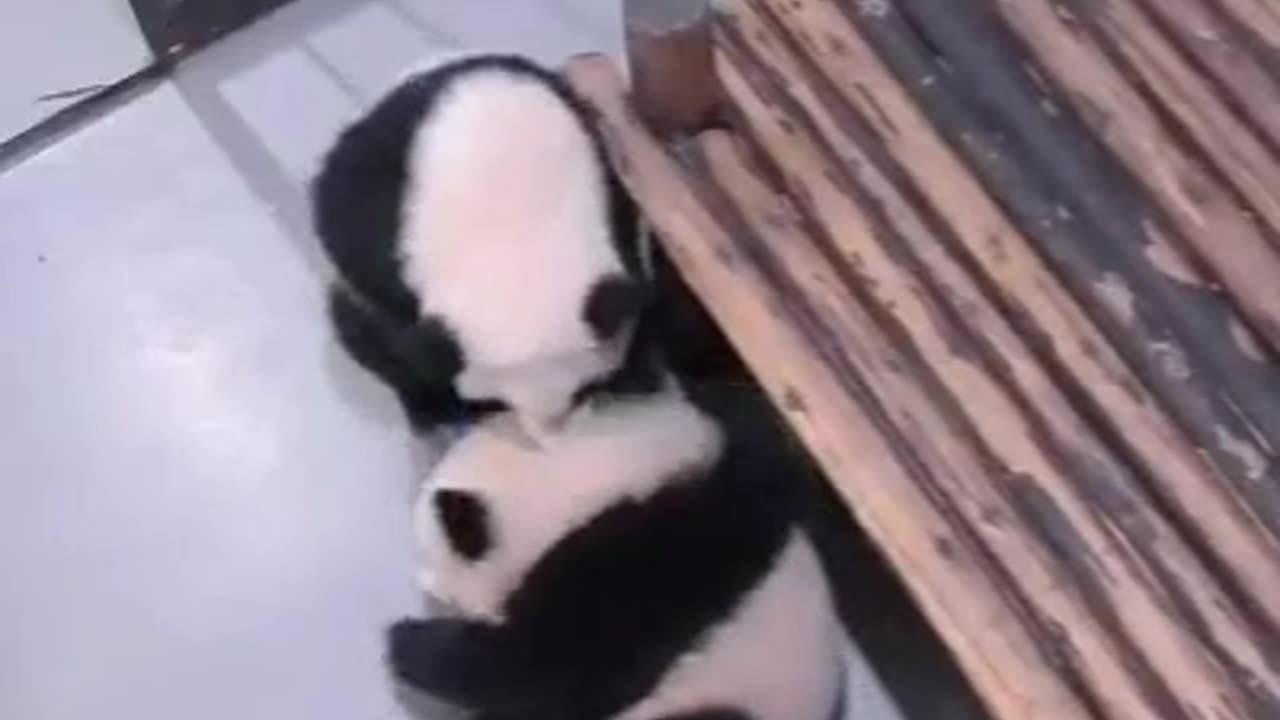 Cute pandas playing🥰