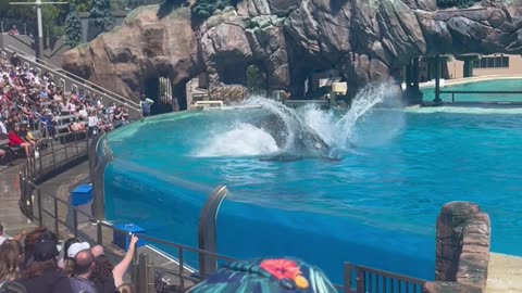 Orca does a amazing jump