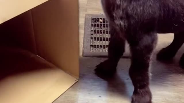 Jaws the Hyena cub vs cardboard box 🥰