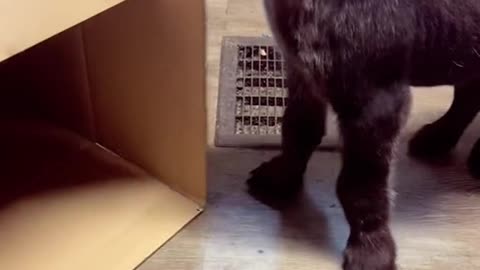 Jaws the Hyena cub vs cardboard box 🥰