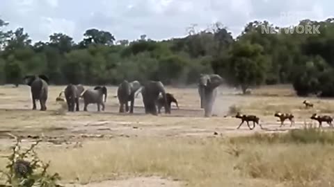 Mother Elephant Can't Save Her Newborn From Overcrowded And Bloodthirsty Wild Dogs