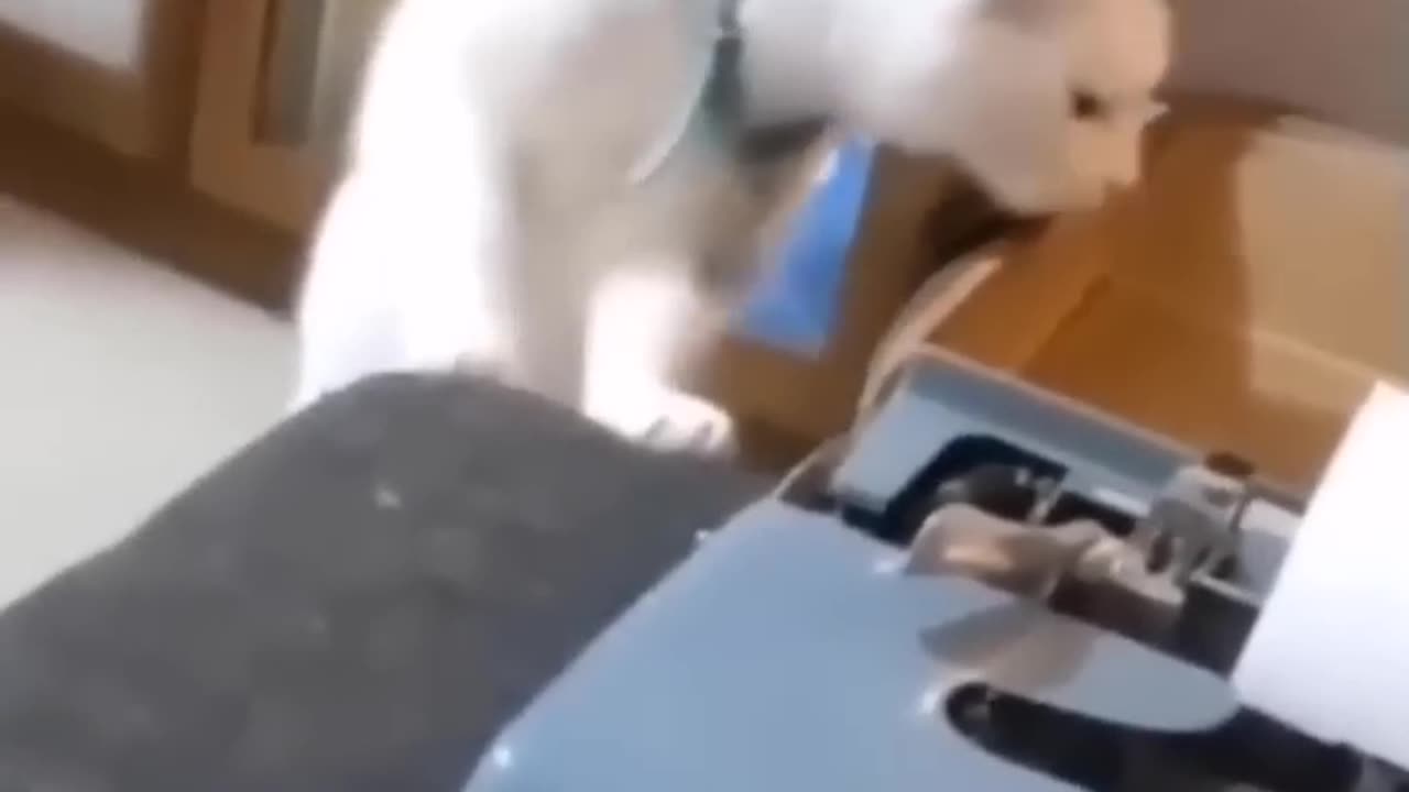 Feline Frolics: A Symphony of Cat Comedy in 60 Seconds | ChucklingChaosTV