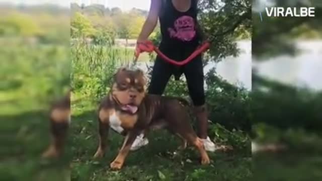 Best_of_American_Bully_Pitbulls_-_Extreme_Dogs(1080p)