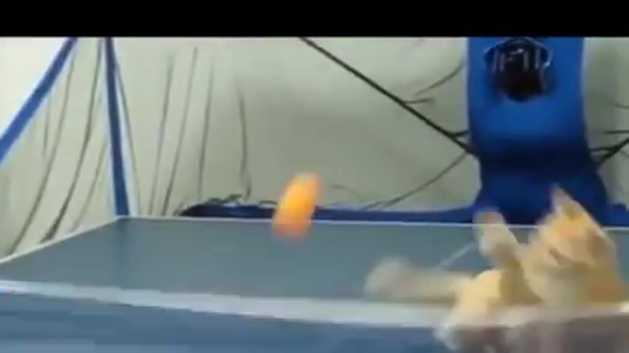 Funny Animal Videos