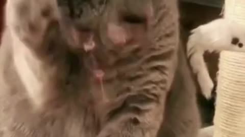 idéos 😹 de chats mignons et drôles Vidéo de chat à mourir de rire