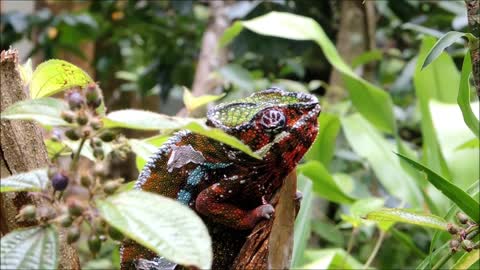 Panther chameleon | face to face | close up حرباء النمر