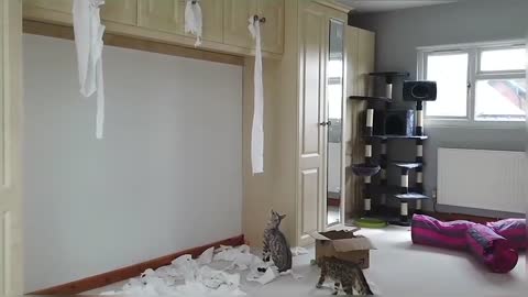 Bengal Cats React To Toilet Paper