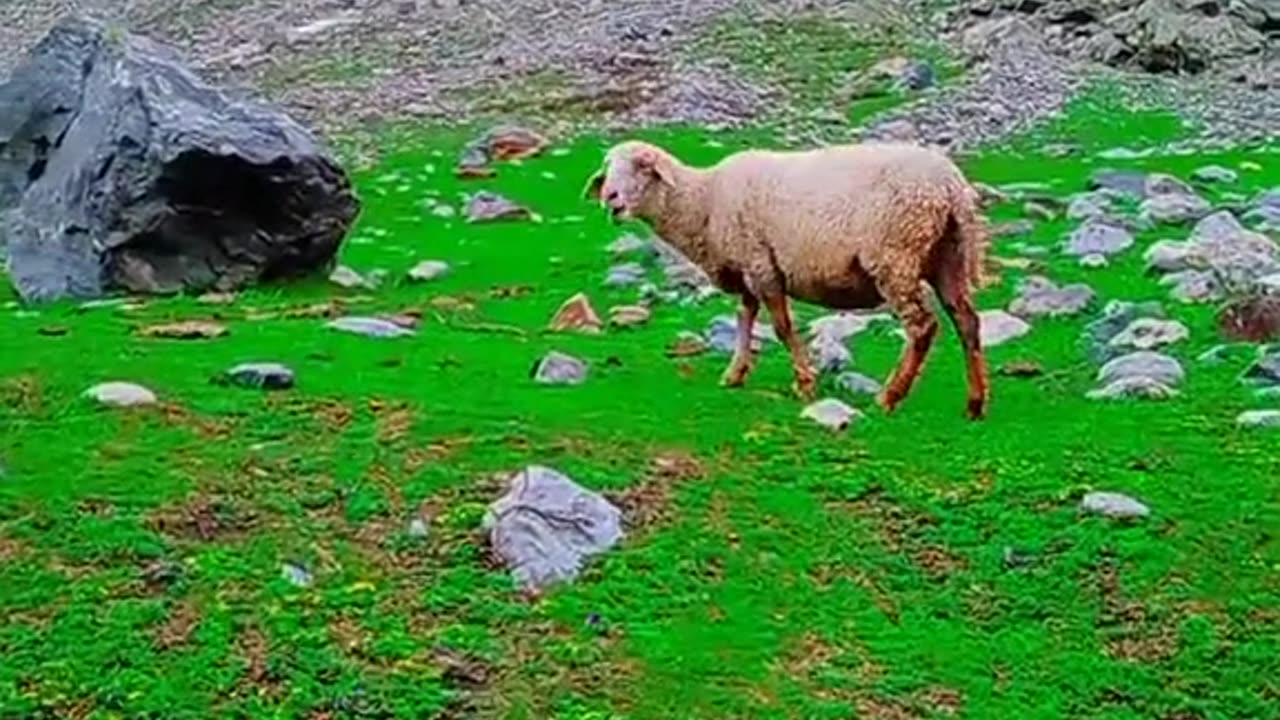 Neelam Valley Azad Kashmir