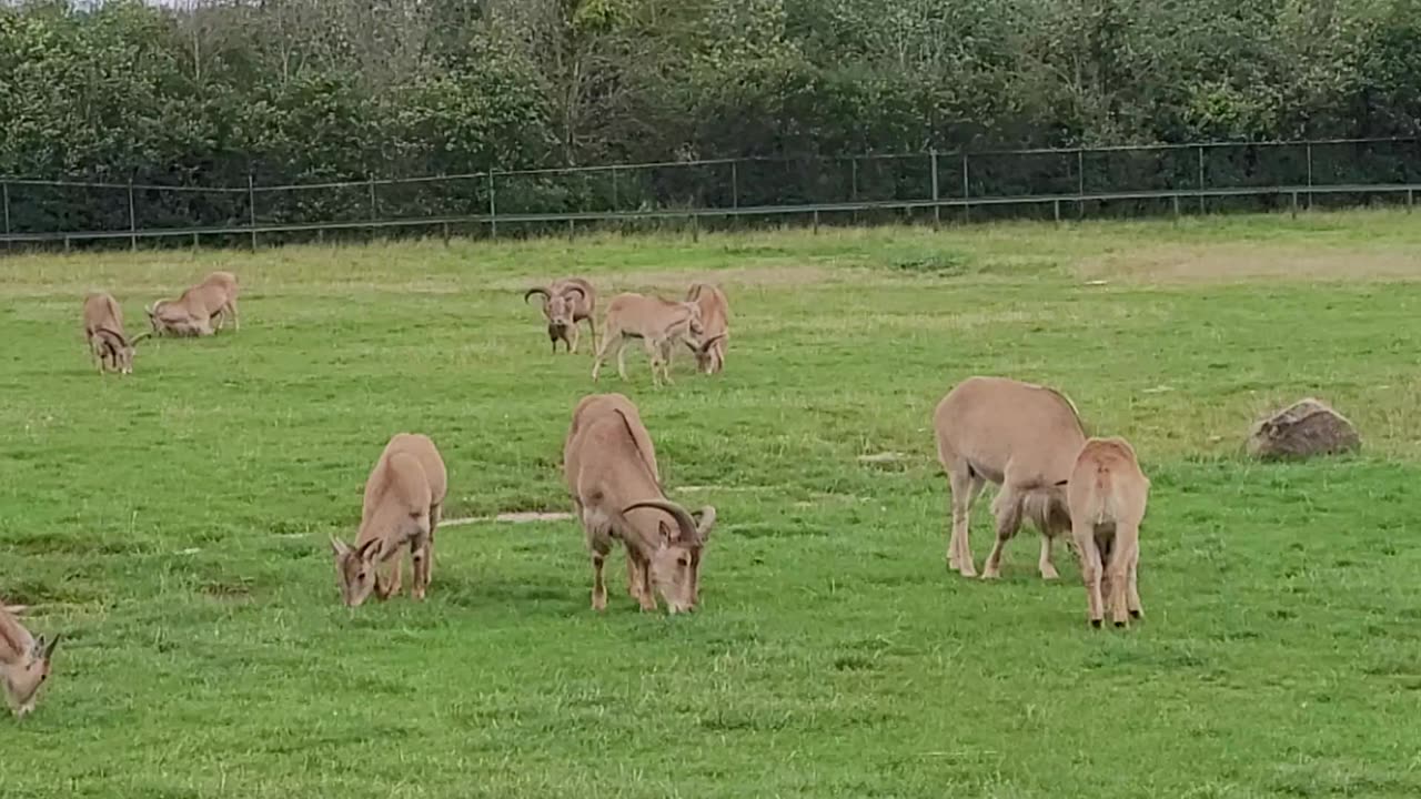 African Lion Safari 🦁