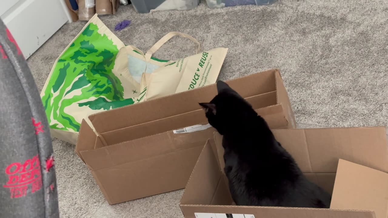 Adopting a Cat from a Shelter Vlog - Cute Precious Piper Checks Out New Boxes in the Office